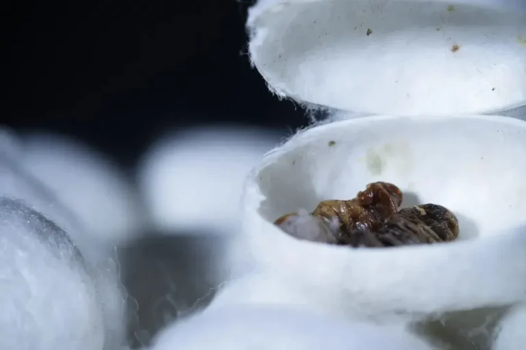 double-palace-cocoon-that-produces-dupion-silk